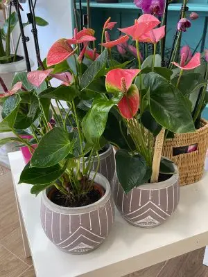 Anthurium individual con macetero Anthurium