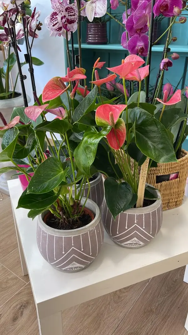 Individual anthurium with pot Anthurium