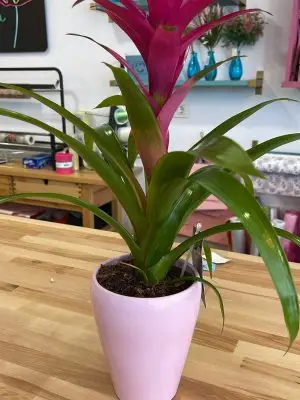 Guzmania con macetero Guzmania con macetero