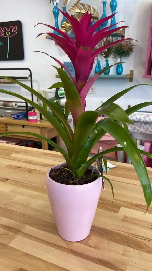 Guzmania con macetero Guzmania con macetero