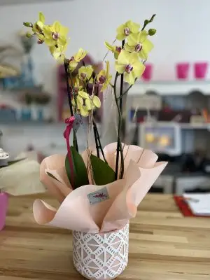 Orquídea Phalenopsis Orquídea Phalenopsis
