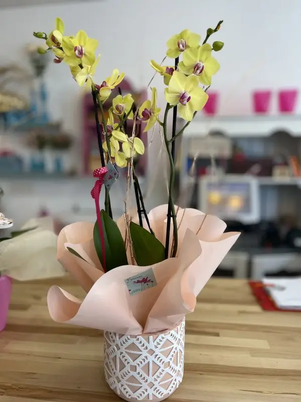 Phalenopsis Orchid Orquídea Phalenopsis