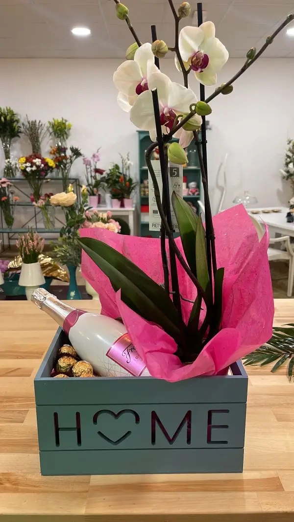 Orquídeas y algo mas Orquídea y algo más